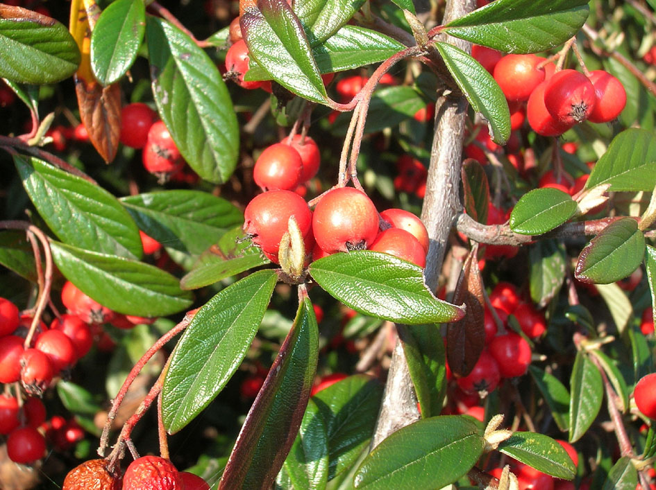 Cotoneaster sp. Piemonte